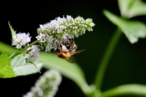 酵素青汁が花粉症緩和に効果的という報告は本当なの？