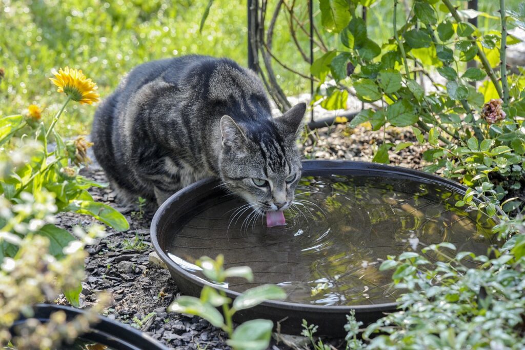 酵素青汁を毎日飲んでいいのか、その効果とは？