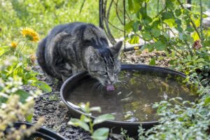 酵素青汁を毎日飲んでいいのか、その効果とは？