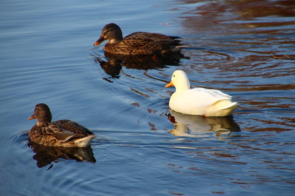 酵素青汁と酵素ドリンクの違いは何ですか？