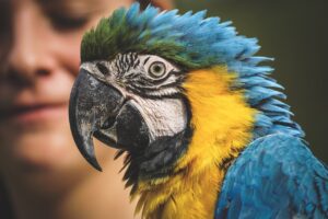酵素青汁の図鑑でおすすめのランキングは？