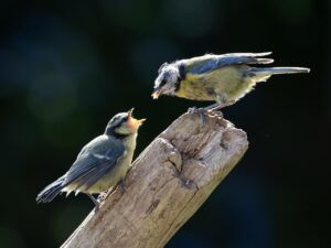 青汁の月額料金はどれくらいが相場？